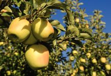 Südtirol: Expedition der genussvollen Art