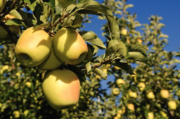 Suedtirol, Italien, Model Released