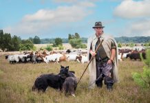 Lüneburger Heide – Niedersachsen: Ein Traum in Lila Lüneburger Heide