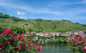 Gross eurobike radreisen douro penajoia landschaft weinanbau rosen
